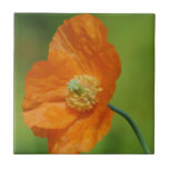 California Poppy Tile