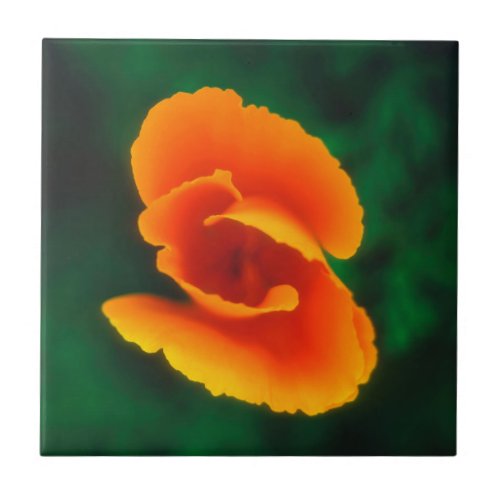 California Poppy Tile