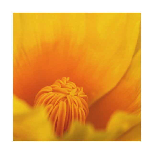 California Poppy Wood Wall Art (Front)