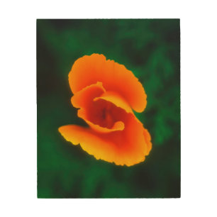 California Poppy Wood Wall Decor