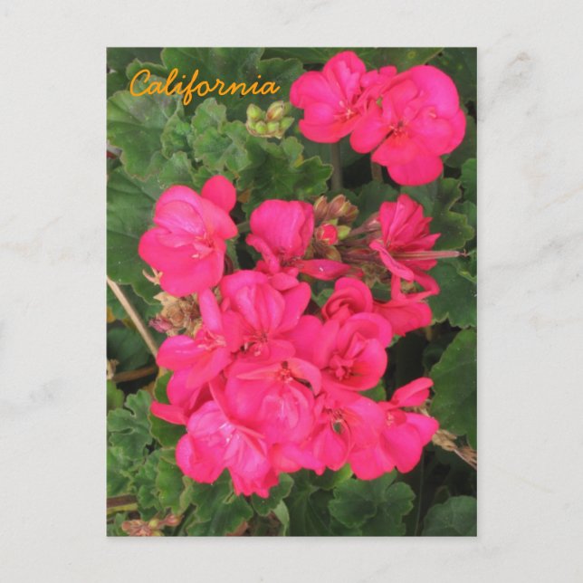 California Postcard (Front)