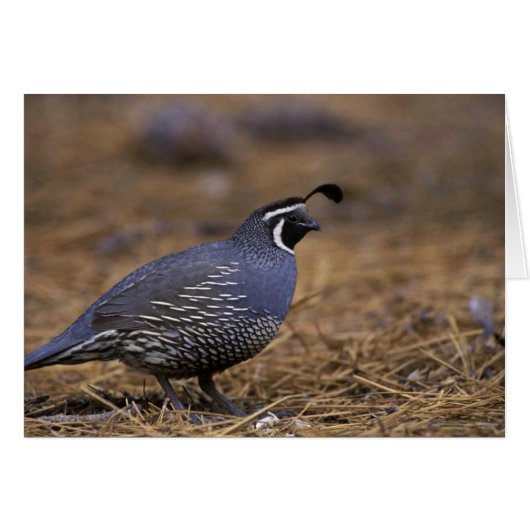 California Quail (Front Horizontal)
