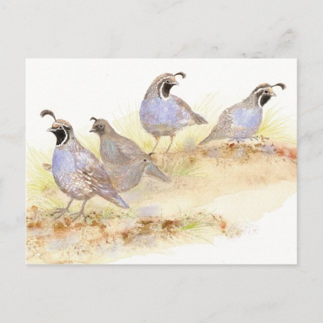 California Quail, Birds, Nature, Wildlife, Postcard (Front)