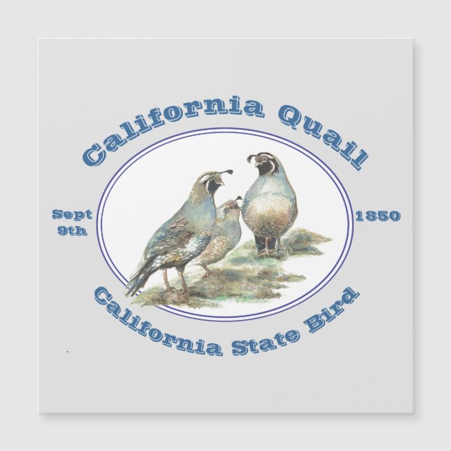 California Quail California State Bird Watercolor (Front)