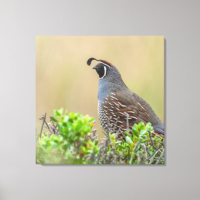 California Quail Canvas Print (Front)