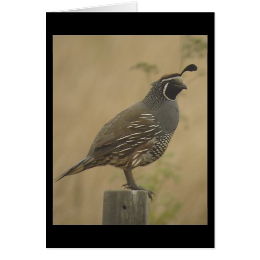 California Quail Card (Front)