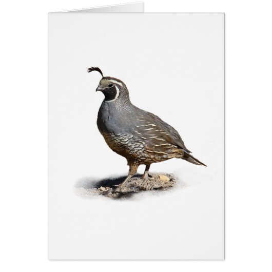CALIFORNIA QUAIL CARDS (Front)