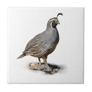 CALIFORNIA QUAIL CERAMIC TILE