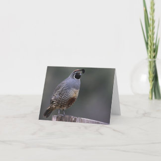 California Quail - Joe Sweeney - card