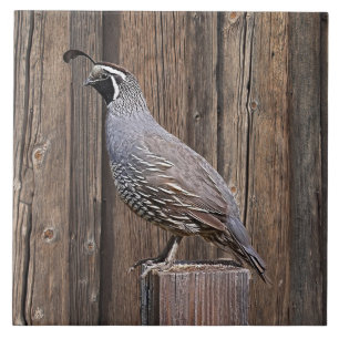 CALIFORNIA QUAIL ON BARNBOARD CERAMIC TILE