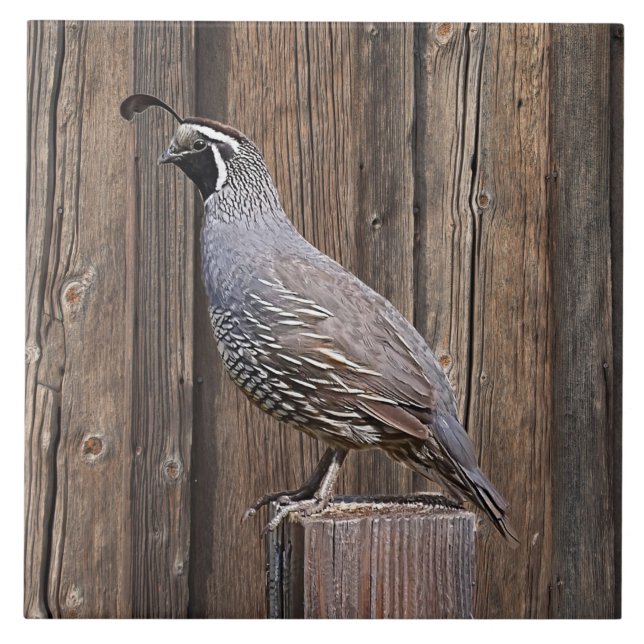 CALIFORNIA QUAIL ON BARNBOARD CERAMIC TILE (Front)