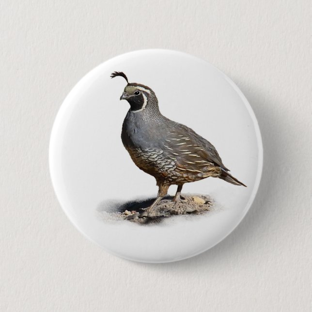 CALIFORNIA QUAIL PINBACK BUTTON (Front)