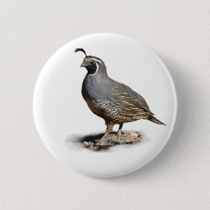 CALIFORNIA QUAIL PINBACK BUTTON