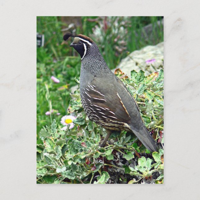 California quail postcard (Front)