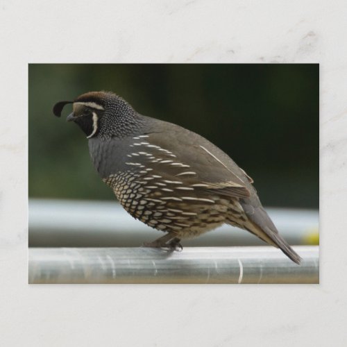 California Quail Postcard