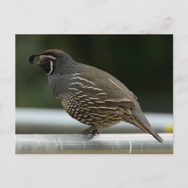 California Quail Postcard (Front)