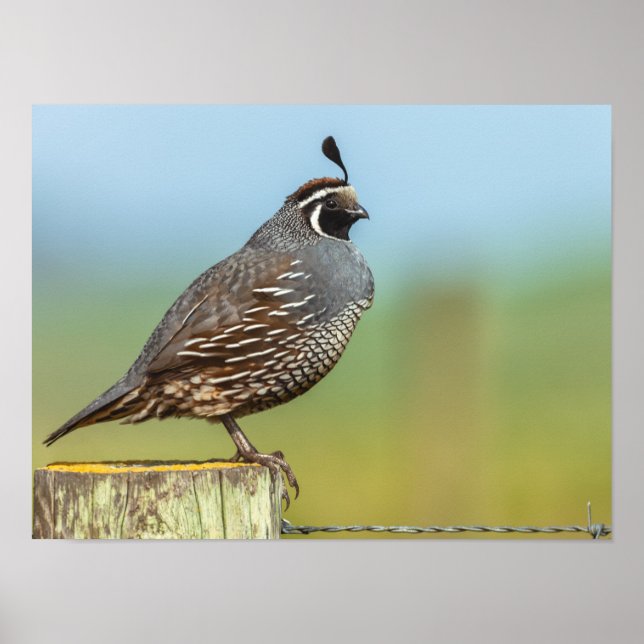California Quail  Poster (Front)