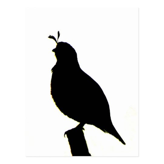 California Quail silhouette Postcard | Zazzle.com