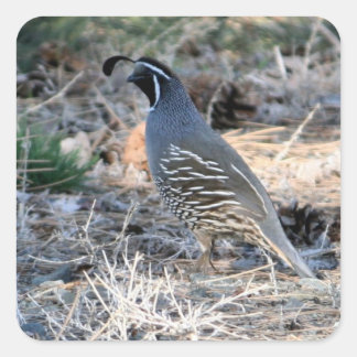 California Quail - Square Sticker
