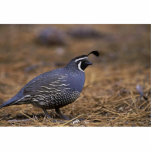 California Quail Statuette<br><div class="desc">California Quail
California Quail. Animal Park has this and many other great products with Birds for all Pet & Animal lovers.</div>