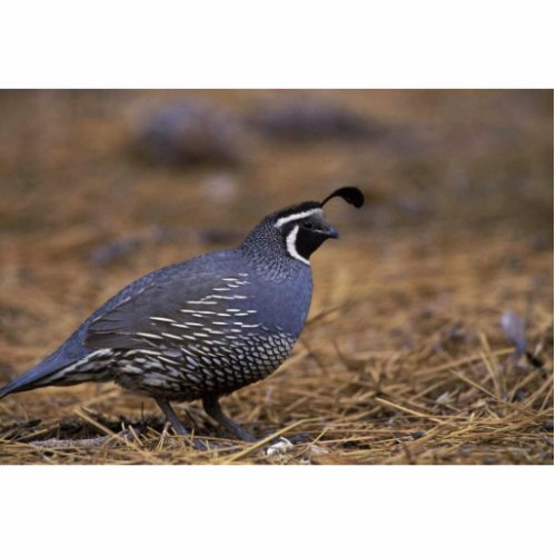 California Quail Statuette