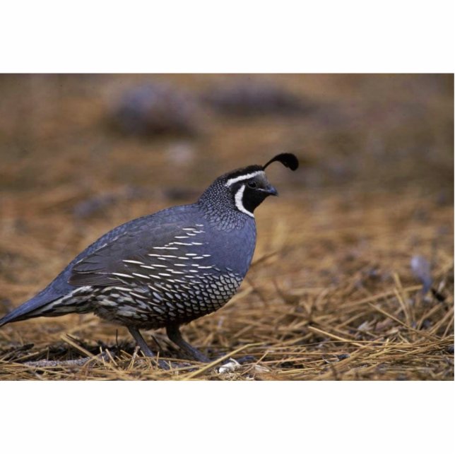 California Quail Statuette (Front)