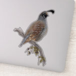 California quail sticker