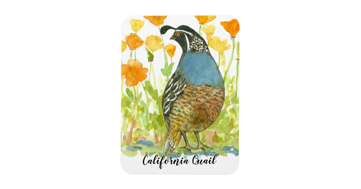 California Quail Watercolor Poppies Painting Magnet Zazzle Com