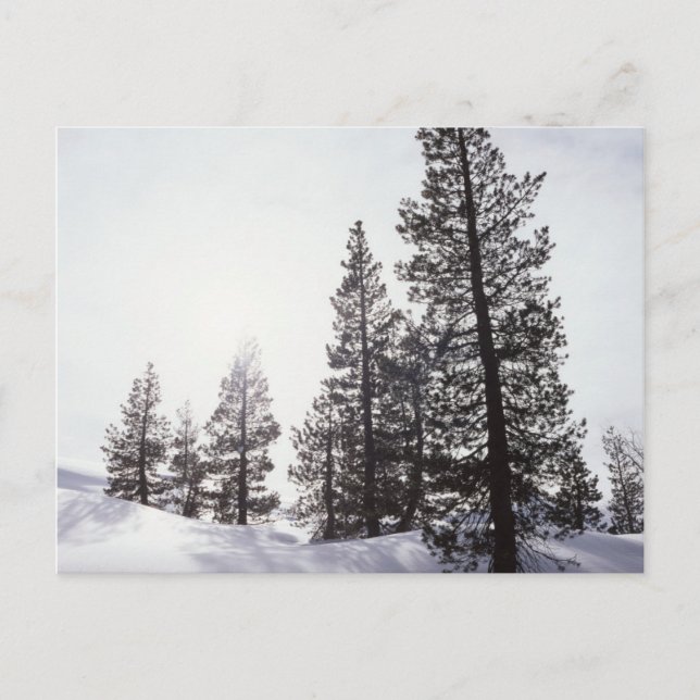 California, Rancho Cuyamaca State Park Postcard (Front)