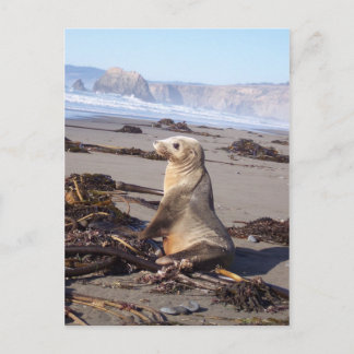 California Red Seal Postcard
