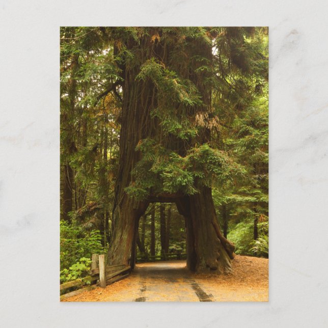 California | Redwood Drive Thru Tree Postcard (Front)