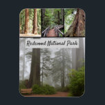 California Redwood National Park Sequoia Trees Magnet<br><div class="desc">Cool collage of images of the Redwood National Park,  a wonderful place of outstanding natural beauty,  with the Lady Bird Johnson Grove Trail,  featuring a wooden bridge leading deep into the enchanted forest of giant sequoia trees. Design features four amazing images of giant redwoods from around the park.</div>