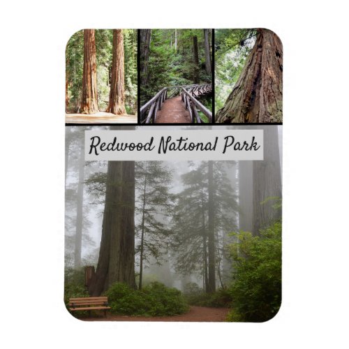 California Redwood National Park Sequoia Trees Magnet