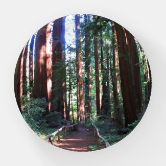 California Redwood Trail 