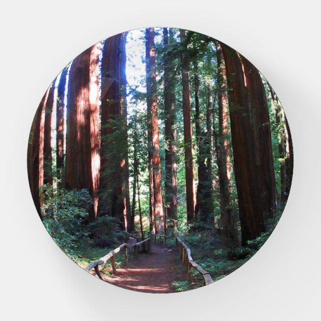 California Redwood Trail  Paperweight (Front)