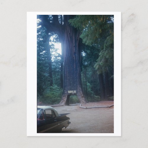 California Redwood Vintage Car Postcard
