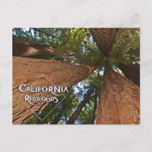 California Redwoods _ Big Trees Postcard 