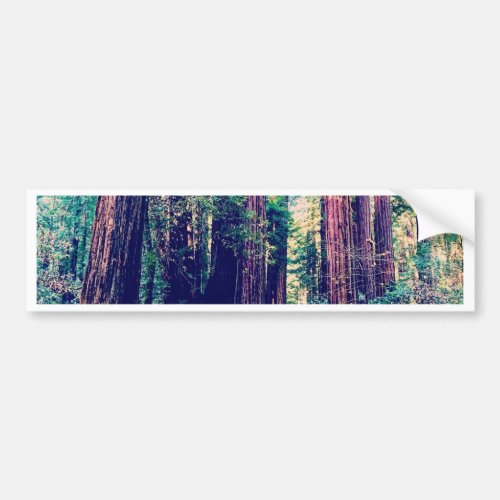 California Redwoods Bumper Sticker