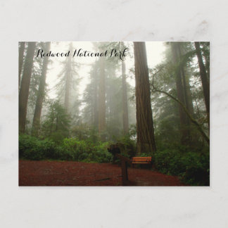 California Redwoods Postcard