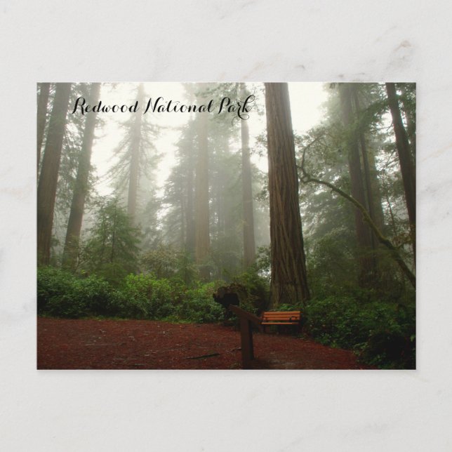 California Redwoods Postcard (Front)