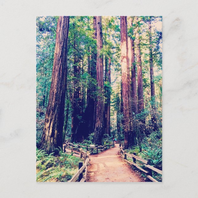 California Redwoods Postcard (Front)