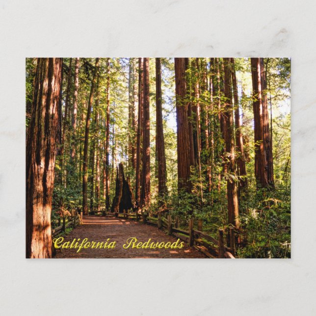 California Redwoods Postcard (Front)