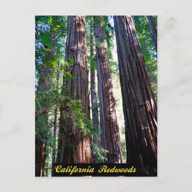 California Redwoods Postcard (Front)