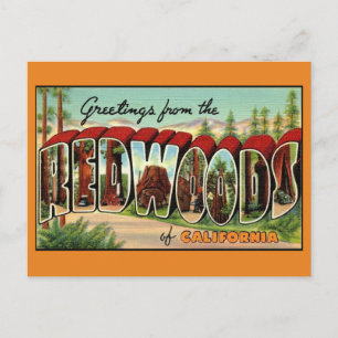 California Redwoods Vintage Greeting Postcard