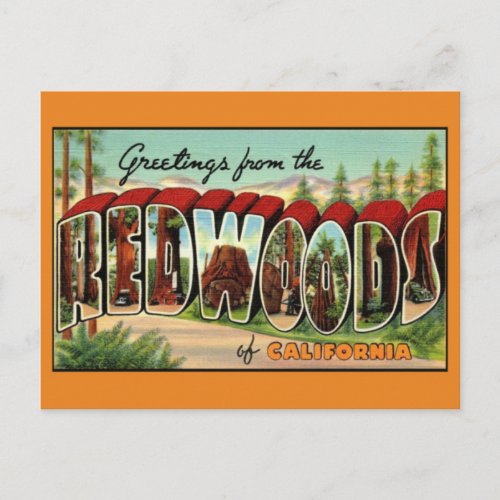  California Redwoods Vintage Greeting Postcard