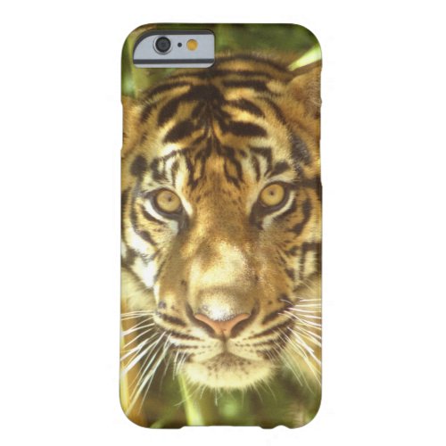 California San Francisco Zoo Sumatran Tiger Barely There iPhone 6 Case