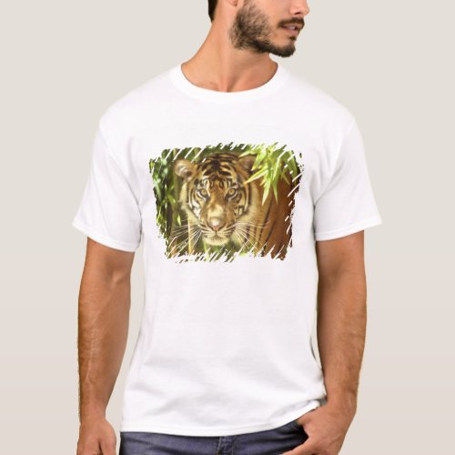 California San Francisco Zoo Sumatran Tiger T_Shirt