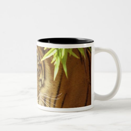 California San Francisco Zoo Sumatran Tiger Two_Tone Coffee Mug