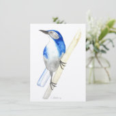 California Scrub Jay (Standing Front)