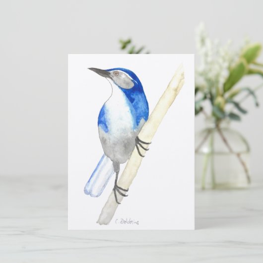 California Scrub Jay (Standing Front)